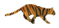 Cat Run