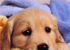 Puppy Top