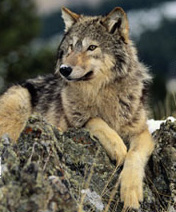 Wolf