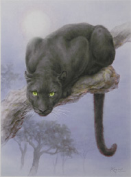 Panther